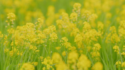 Yellow blooming canola field. Field of beautiful springtime golden flower of rapeseed. Close up.