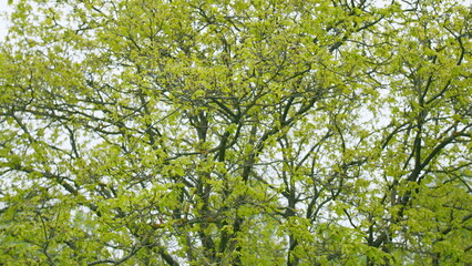 Young oak tree with a group of cockchafers, may-bugs. May large beetles on the branches of oak....