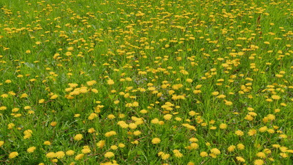 Yellow dandelions. Dandelion field herbal flower natural background. Spring garden. Wide shot.