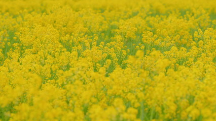 Obraz premium Oil industry and honey plant. Rapeseed field, blooming canola flowers. Close up.