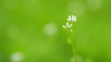 Galium odoratum white flower spring forest. Spice of the European spring forest. Close up.