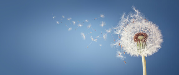 Dandelion clock dispersing seeds background