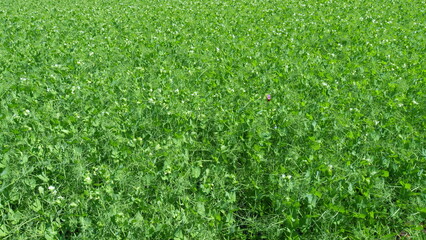 Blooming peas in the field. Commercial crop of blooming field. Agriculture. Wide shot.