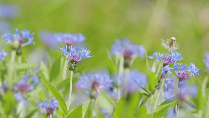 Blue cornflowers in the summer field. Flower of corflower centaurea cyanus or dwarf blue midget. Slow motion.
