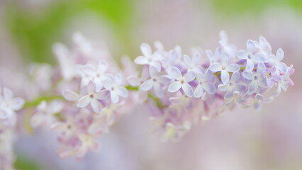 Lilac flowers blooming with the purple colors in Europe. Pink lilac flowers. Nature blooming flowers backdrop. Slow motion.
