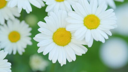 Chamomile flowers with soft focus swaying in the wind. White daisies in the wind sways slow motion. Close up.