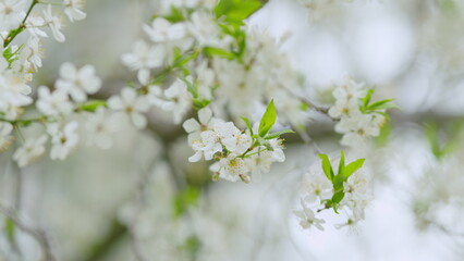 Sprig of white plum fruit flowers blooms. Flowering season of trees. Slow motion.