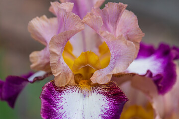 Blooming Iris - Iris in the garden, with a colorful background.
