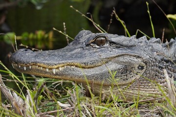 Close up detail of american alligator in the florida swamps