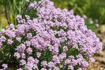 Obraz premium Colorful spring blooming flowers in the meadows.