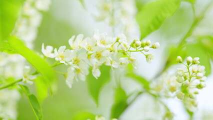White flower with green leaves, prunus padus. Spring nature background. Slow motion.