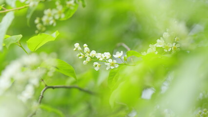 Prunus padus or known as bird cherry and hackberry. Mayday tree and dark green oval leaves on...