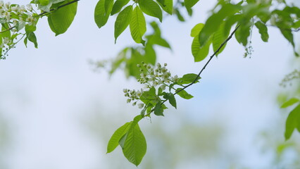 Springtime concept. Blossoming bird cherry branch. Flowering plant in the rose family rosaceae....