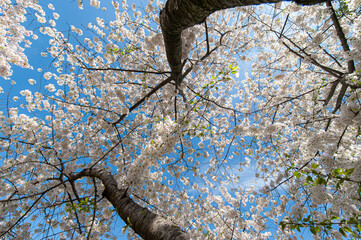 Looking upwards into blooming cherry blossom trees. 