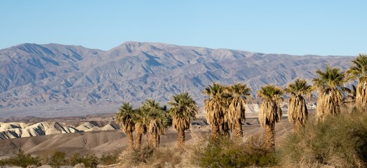 Palm tree oasis in the death valley desert landscape at dusk © David