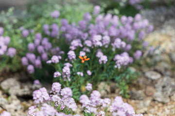 Colorful spring blooming flowers in the meadows.