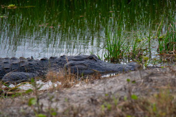 Alligator