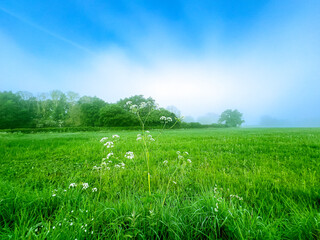 green field and blue sky