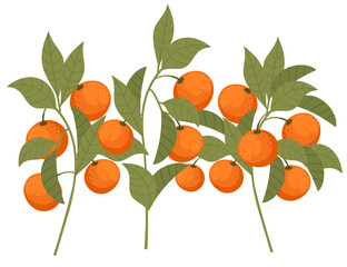 Tasty tropic mandarin orange fruit citrus family with leaves vector illustration on white background