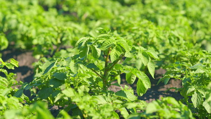 Green stalks of potatoes on a rustic field. Eco food. Organic potato plants leaves. Slow motion.