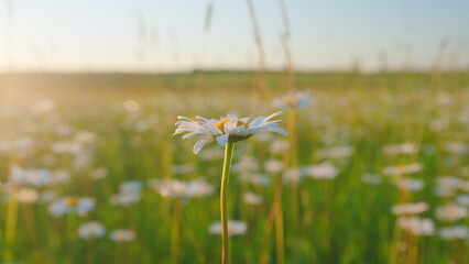 Huge chamomile meadow with white flowers. Summer and nature. Beautiful nature landscape. Slow...