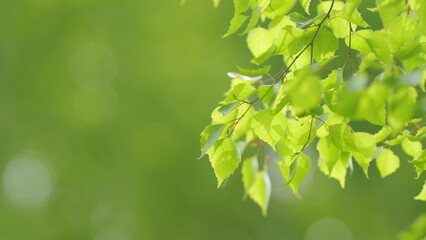 Birch branches with new shoots with beautiful green leaves. Young birch leaves are swaying in the...