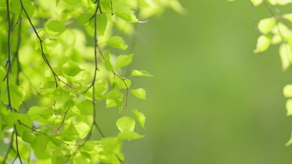 Slow motion spring birch leaves at sunny day. Macro footage of birch leaves fluttering on breeze....