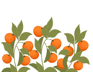 Tasty tropic mandarin orange fruit citrus family with leaves vector illustration on white background