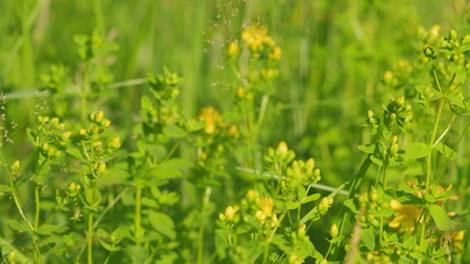 In the wild bloom hypericum perforatum. Yellow blossoms of hypericum perforatum, a herbal medicine.