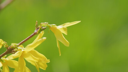 Forsythia bright flowers growing outdoors. Yellow flowering forsythia bush. Slow motion.