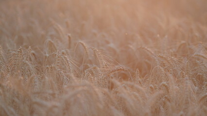 Wheat fields. Fertile soil, harvest festival, crop yield. Landscape during the harvest. Selective...