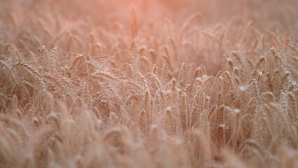 Rural scenery under shining meadow wheat field grain field on sunny evening. Shallow depth of field.