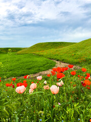 Beautiful flowers of red and pink poppies in the hilly mountains. Spring landscape