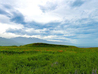 Obraz premium Green grass on a field in spring. Beautiful landscape. Kyrgyzstan.