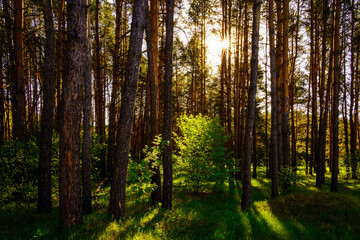 Sunbeams streaming through the pine trees and illuminating the young green foliage on the bushes in...