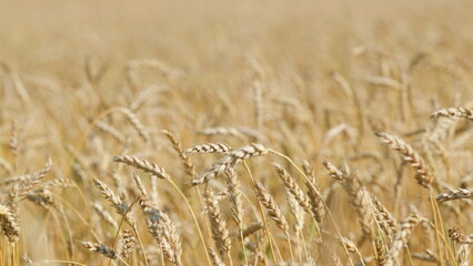 Fruitful year. Harvest time. Ears of wheat have not ripened. Agriculture concept. Rack focus.