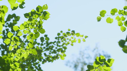 Green blurred background and sunlight. Green leaves lit by the sun. Blur.