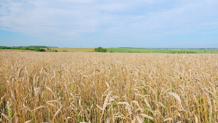 Golden spikelets of ripe wheat wave in light wind in agricultural field against clear blue sky. Wide shot.