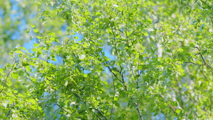 Birch catkin as allergy trigger. Leaves of a young birch tree with with birch catkins in the wind. Slow motion.