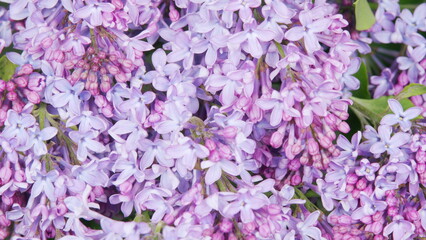 Abstract soft floral background. Lilac branch natural background. Nature blooming flowers backdrop. Time lapse.