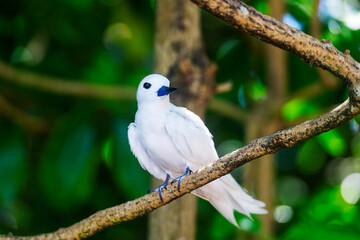 White Tern or Fairy Tern (Gygis alba) at Cousin Island, Seychelles, Indian Ocean, Africa.