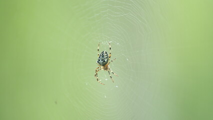 European garden spider on web. Female european garden spider hanging in orb web. Close up.