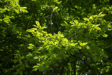 Spring bright green background of young beech leaves in sunlight. High quality photo