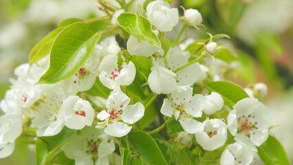 Flowering trees in spring. Pear blossoms are in full bloom. Nature in springtime. Close up.