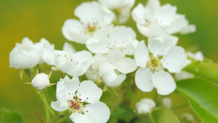 Flowering trees in spring. pear blossoms are in full bloom. Nature in springtime. Close up.