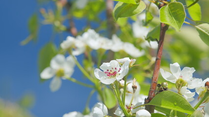 Spring blossom background. Beautiful spring flowers. White pear flowers. Close up.