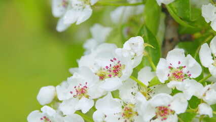 Pear leaves in the wind. White spring flowers on blured background. Close up.