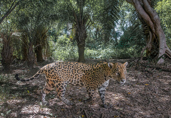 Jaguars in the South Pantanal. Brazil. Onças no Pantanal do Brasil.