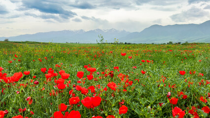 Fototapeta premium Beautiful flowers of red poppies in the mountains. Spring landscape