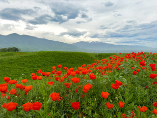 Beautiful flowers of red poppies in the mountains. Spring landscape